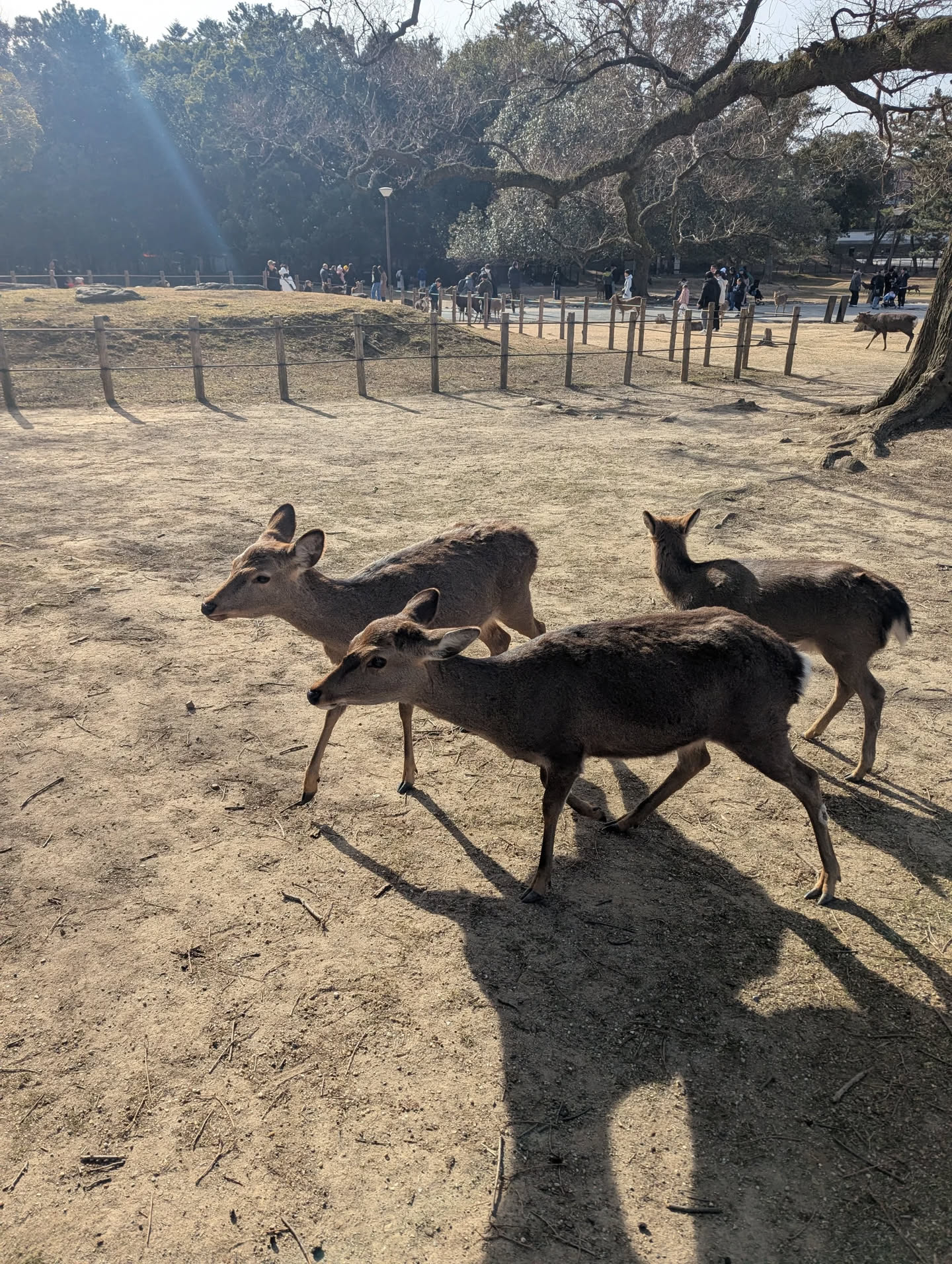 Nara and the Bamboo Forest
